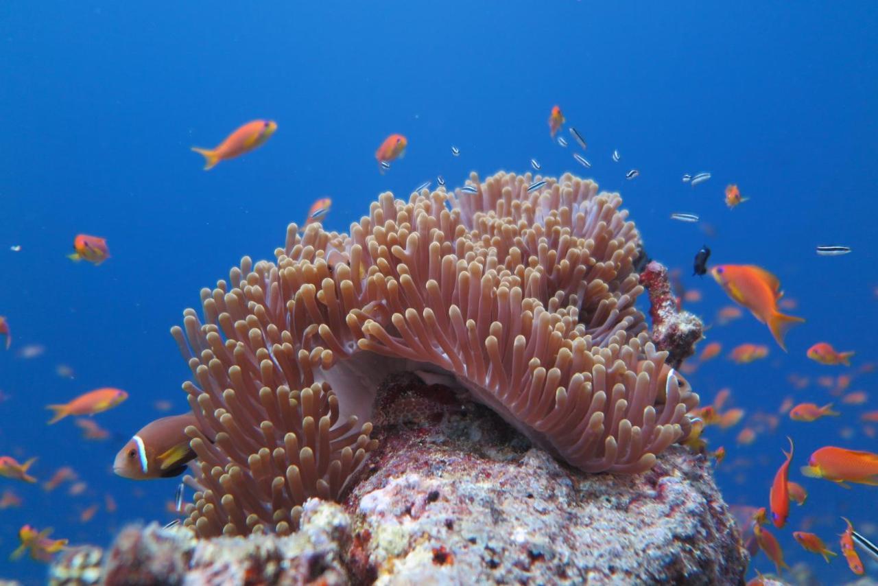 Palm Residence Rasdhoo Dış mekan fotoğraf