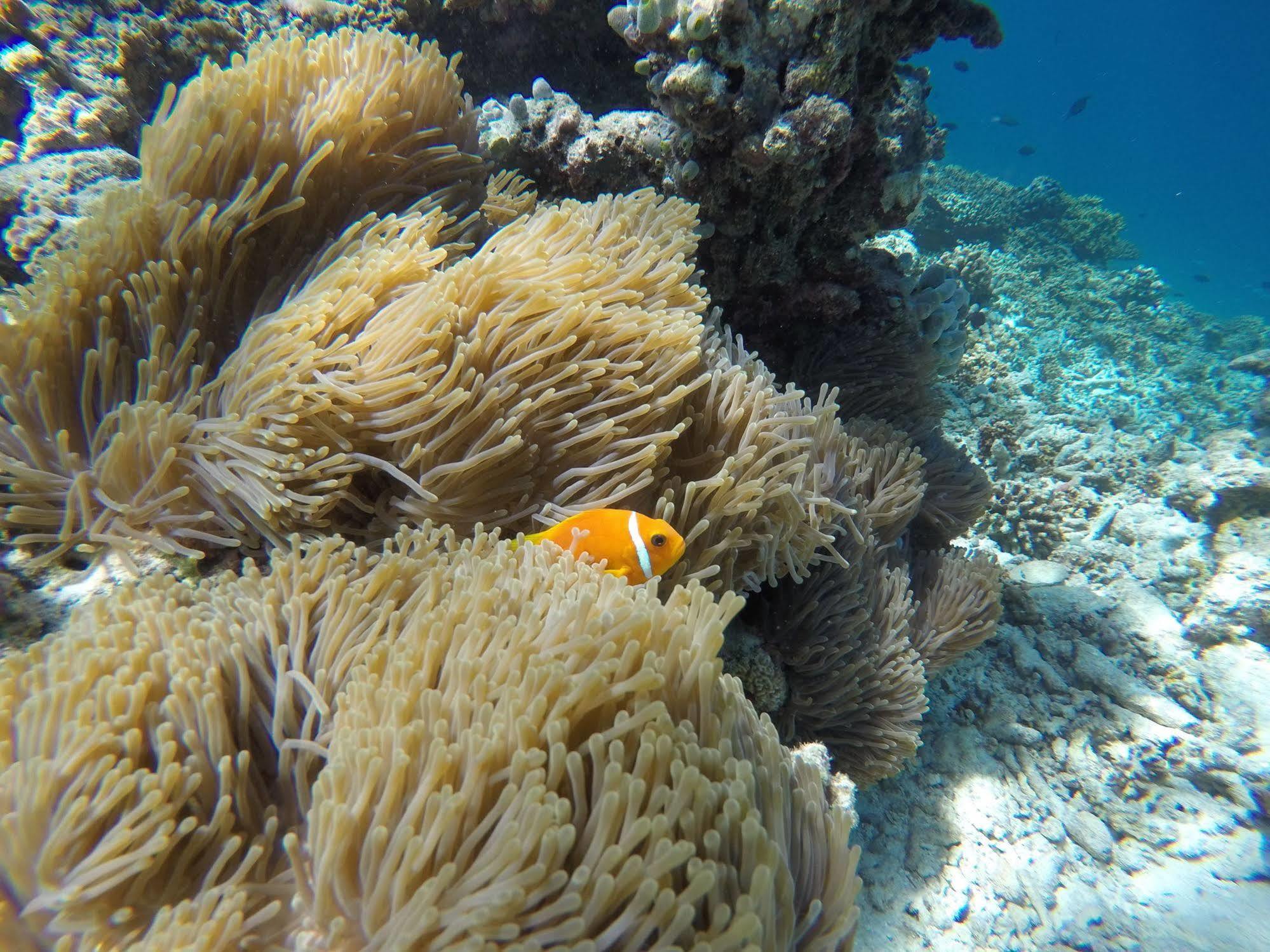 Palm Residence Rasdhoo Dış mekan fotoğraf